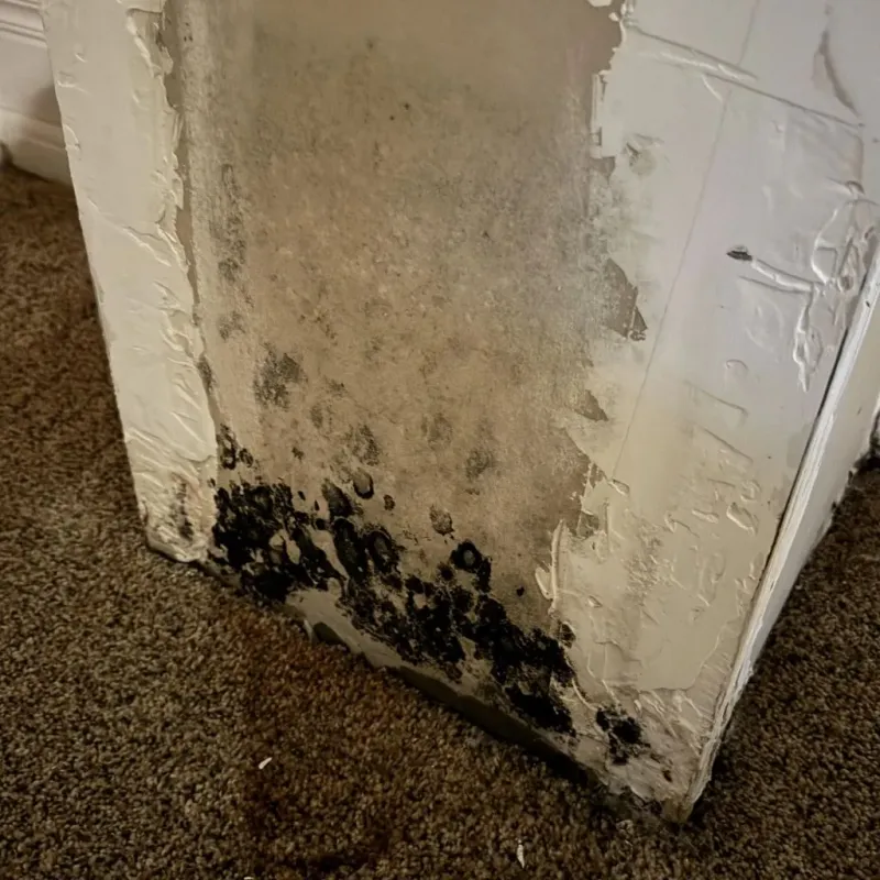 Professional Mold Removal in Durham, NY